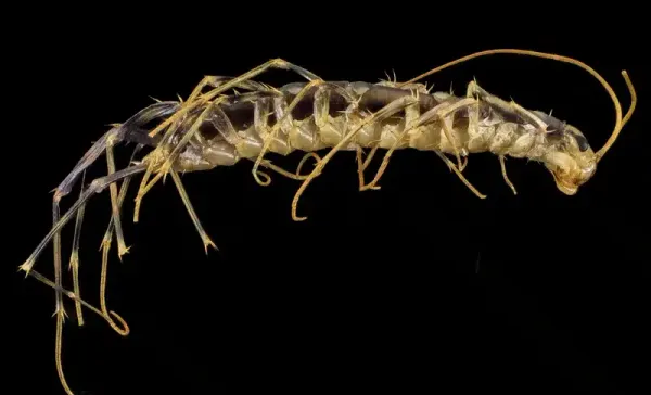 Centipede vs Silverfish: How to Tell Them Apart & Treat Them