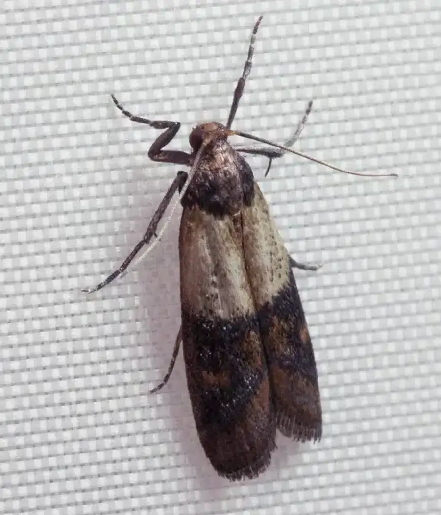 Pantry moth resting on a textured wall surface