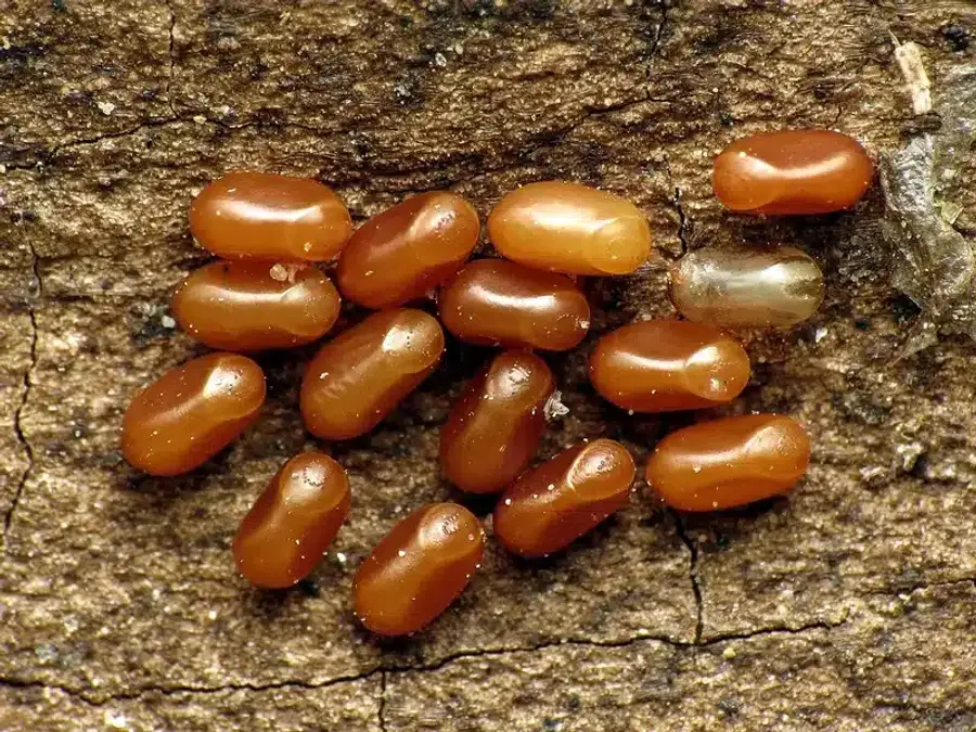 Pest eggs on a wooden surface