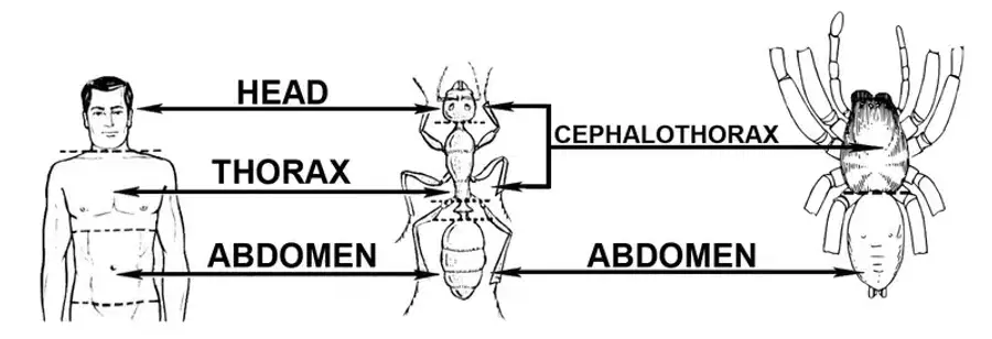 Diagram of an ant and spider anatomy