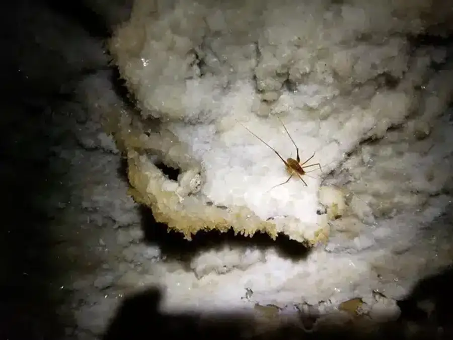 Pest in a salt cave environment