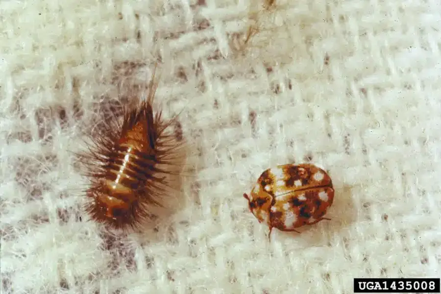 Hairy carpet beetle larva next to a spotted adult carpet beetle on woven fabric