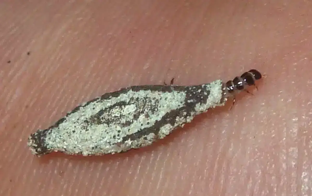 Pest insect on human skin