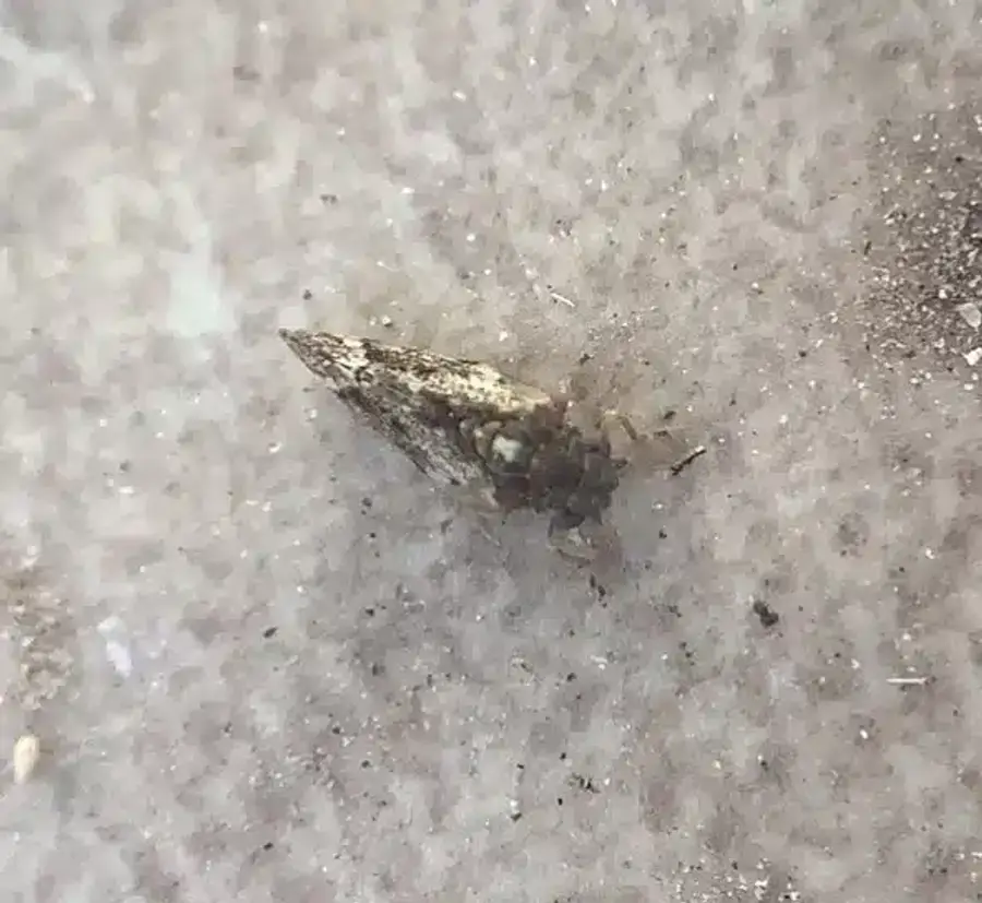 Hackberry psyllid on a surface