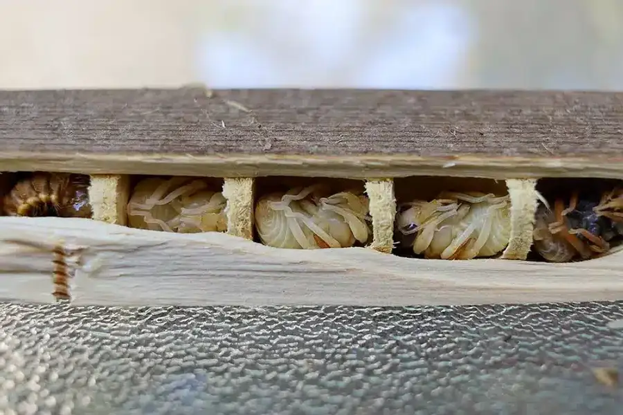 Larvae inside a wooden beam