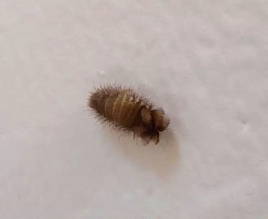 Larvae pest on a white surface