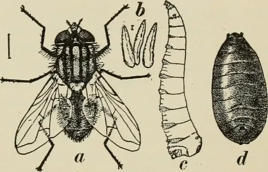 Illustration of insect life stages