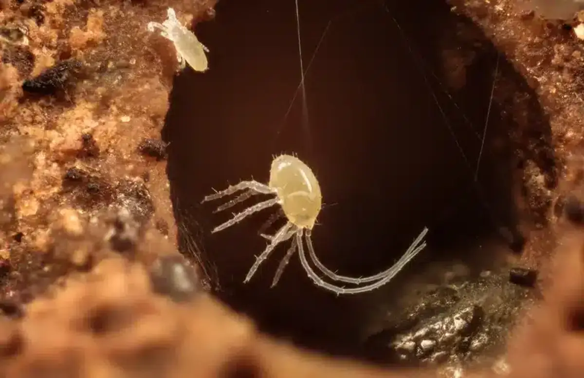 Close-up of tiny pest mites