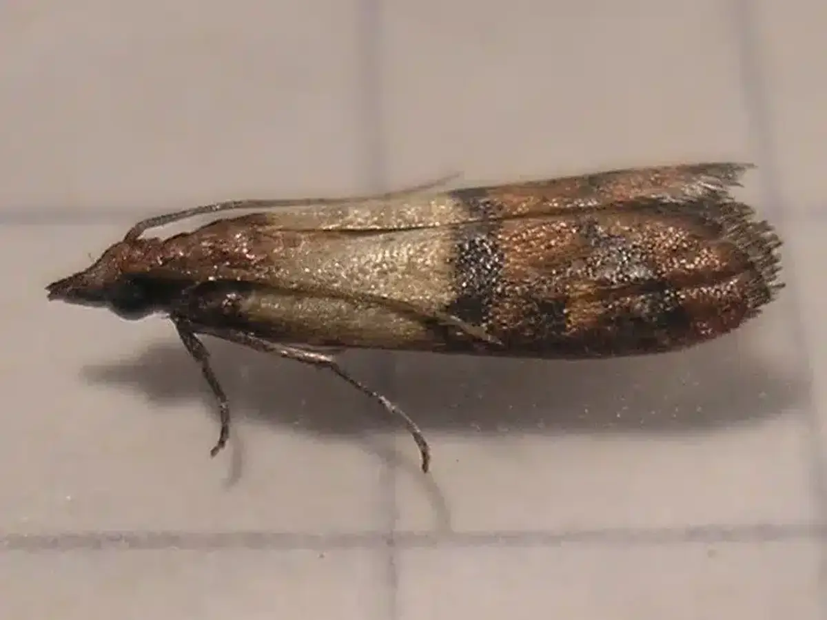 Pest moth on a grid background