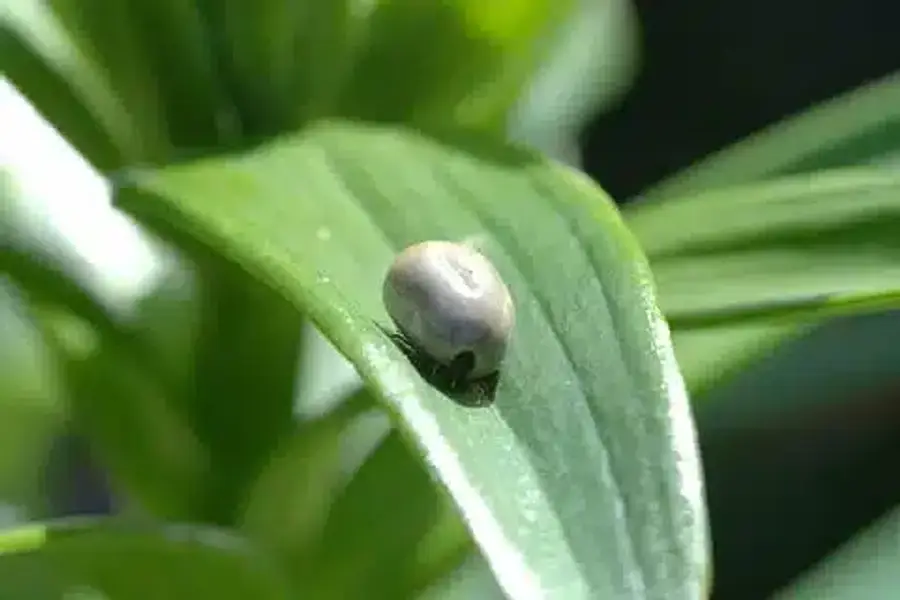 Pest on a green leaf