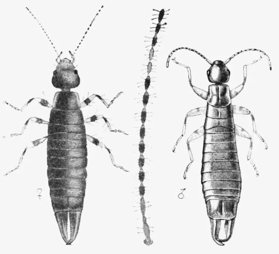 Illustration of insect species