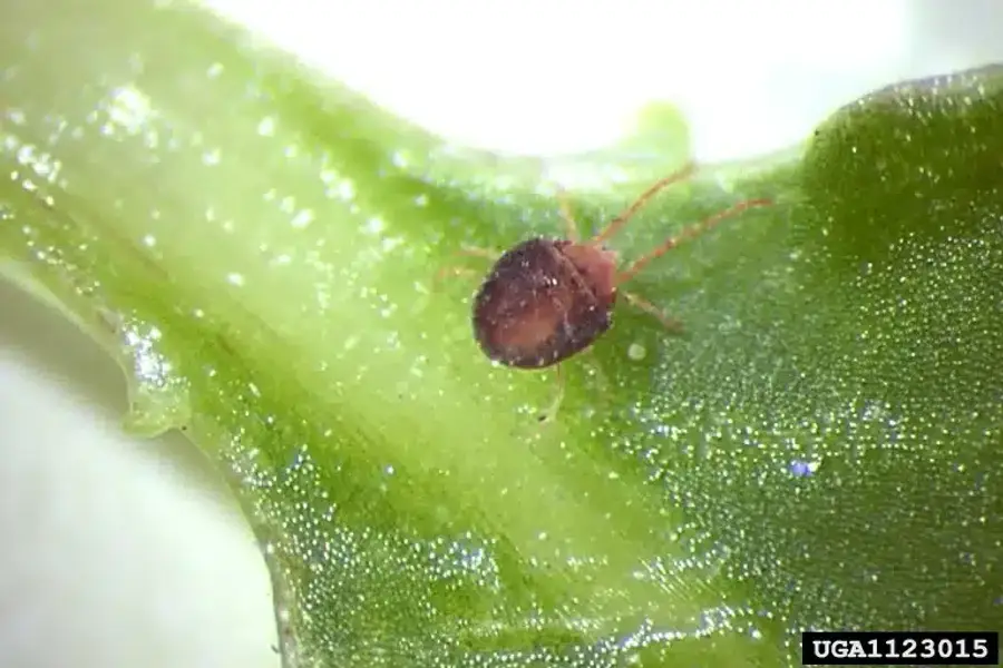 Close-up of a tick on a leaf