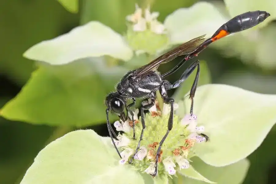 Black wasp on green plant flower