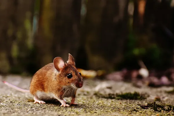 Effective Tips to Keep Mice Outside Your Home