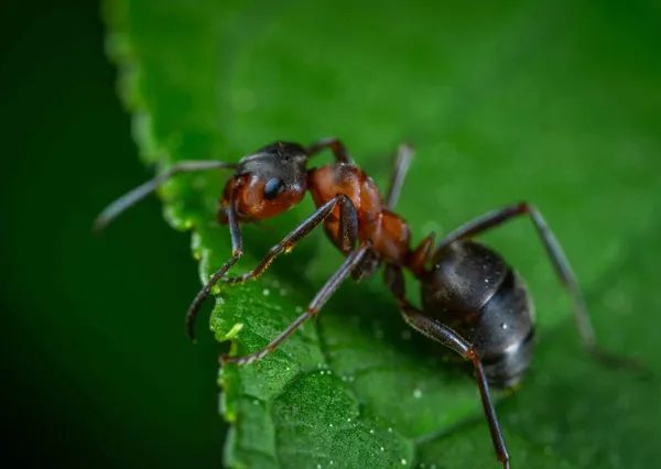 How to Prevent Ants in Virginia