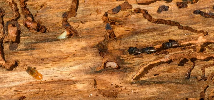 Flying termite swarmer with equal-length translucent wings