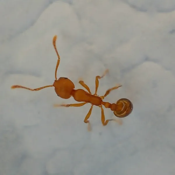 Close-up macro photograph of a pharaoh ant showing its characteristic golden-orange body and darker gaster
