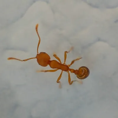 Pharaoh Ants