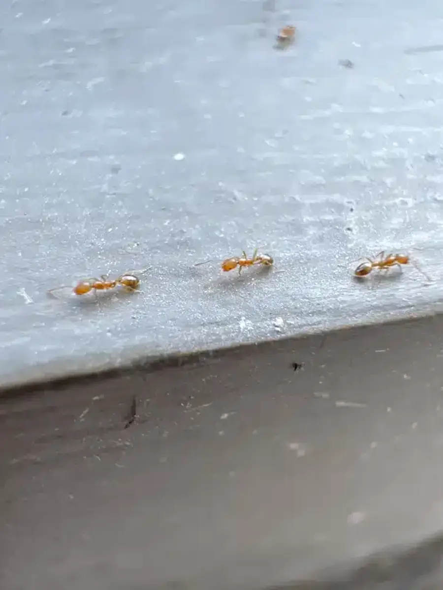 Ants moving in organized trails, typical behavior in bathroom infestations