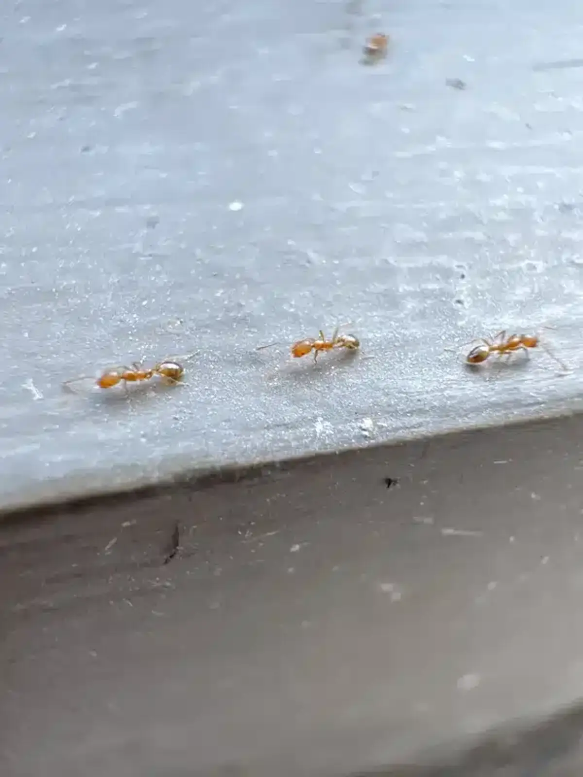 Line of tiny orange-brown sugar ants walking along a surface