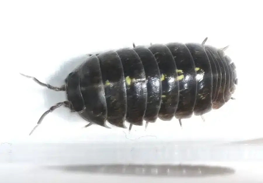 Pill bug displaying rounded body structure on white background