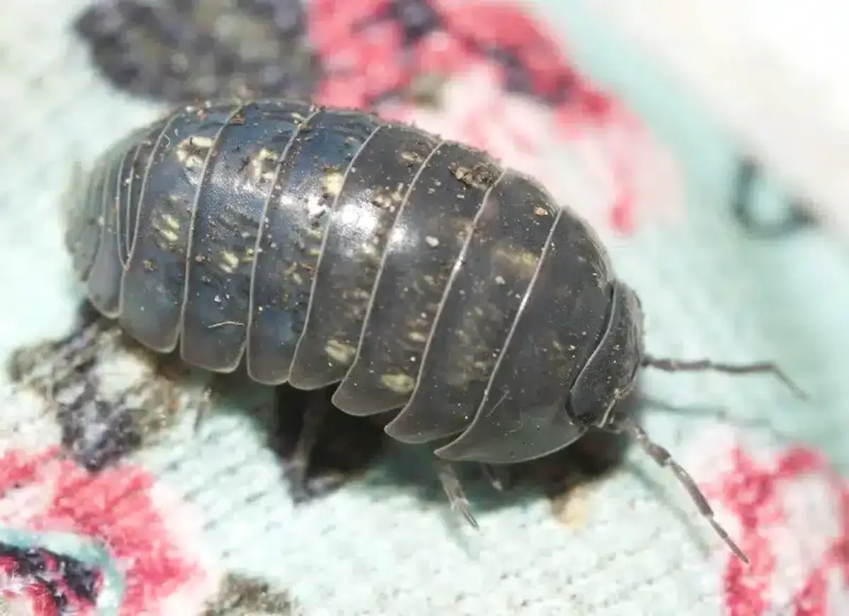 Close-up view of pill bug segmented body showing the seven thoracic segments