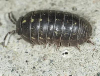 Close-up of a pillbug showing its segmented gray body and oval shape