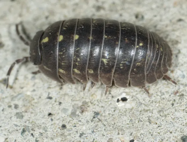 Close-up of a pillbug showing its segmented gray body and oval shape