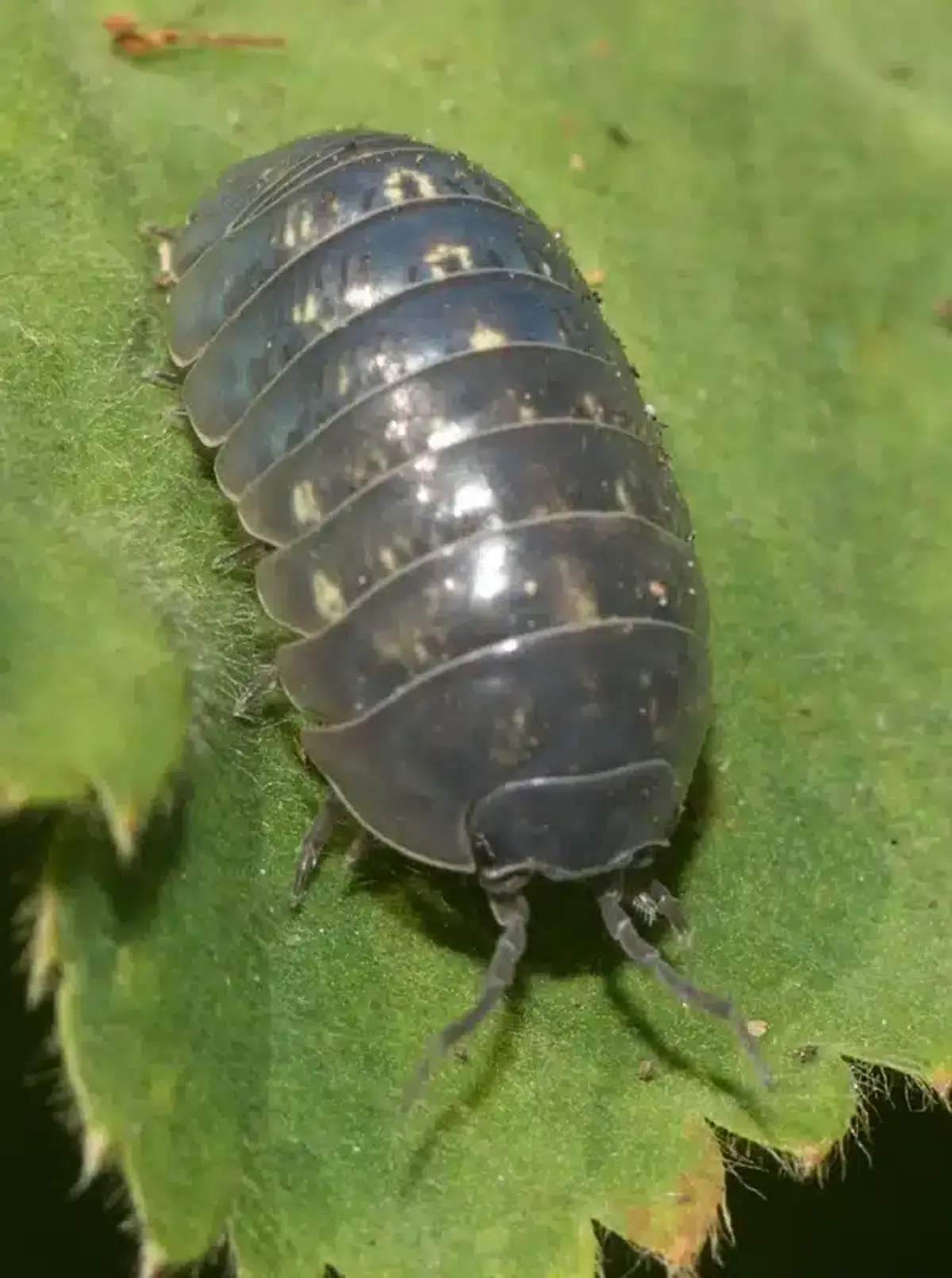 Pillbug on green leaf