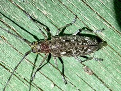 Pine Sawyer Beetles