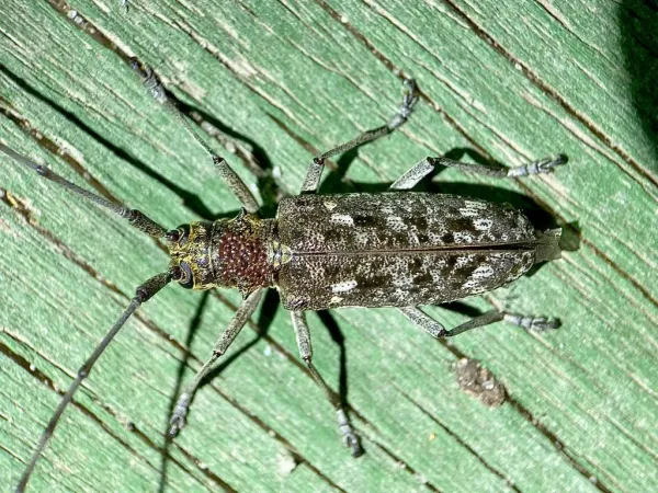 Carolina pine sawyer beetle viewed from above on green-painted wood, showing its mottled gray-and-white wing covers and long banded antennae