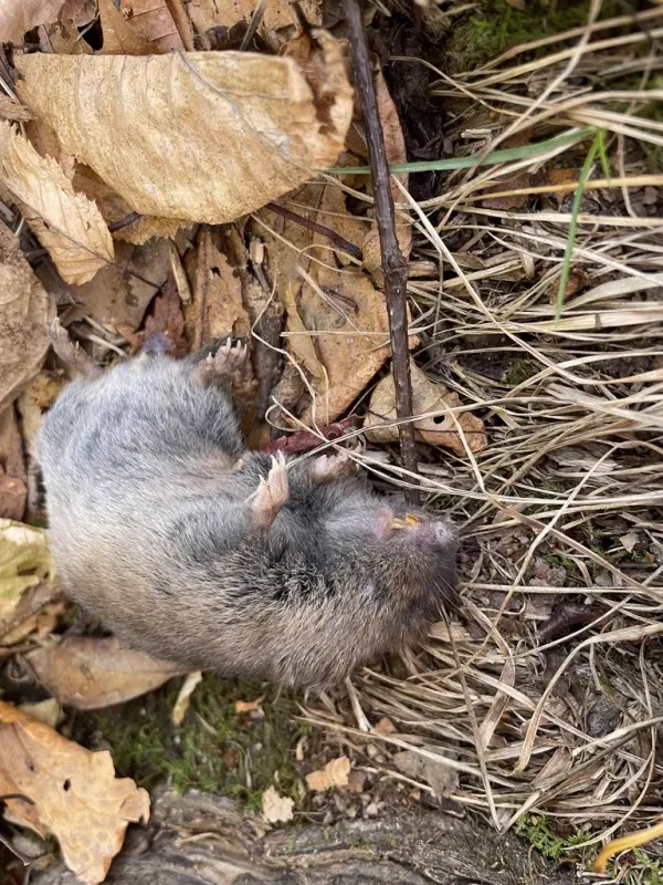 Pine vole showing characteristic auburn fur and compact body in leaf litter