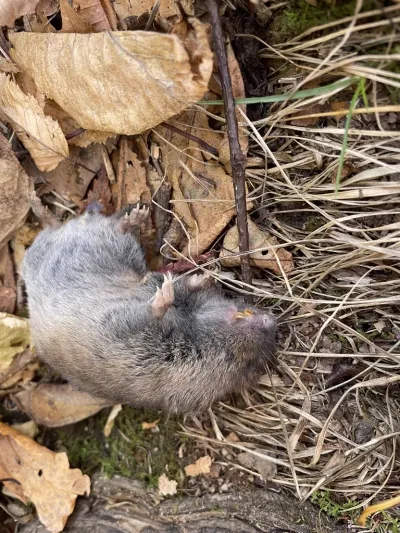 Pine vole showing characteristic auburn fur and compact body in leaf litter