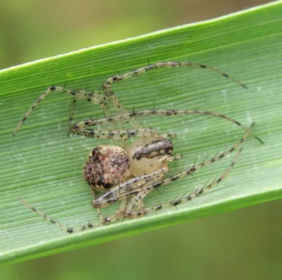 Pirate spider seen from above on a grass blade, showing its mottled round abdomen and pale legs lined with long dark spines