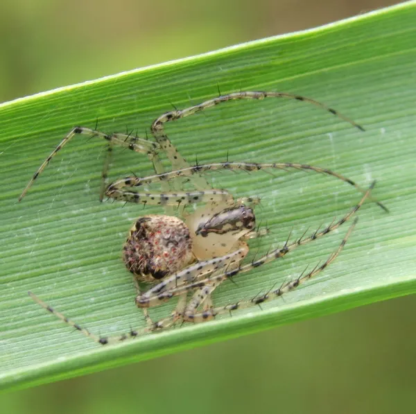 Pirate spider seen from above on a grass blade, showing its mottled round abdomen and pale legs lined with long dark spines