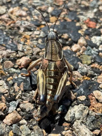 Top-down view of a plains lubber grasshopper on gravel showing dorsal markings and body structure