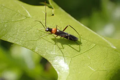 Plant bug on a green leaf showing its characteristic body shape