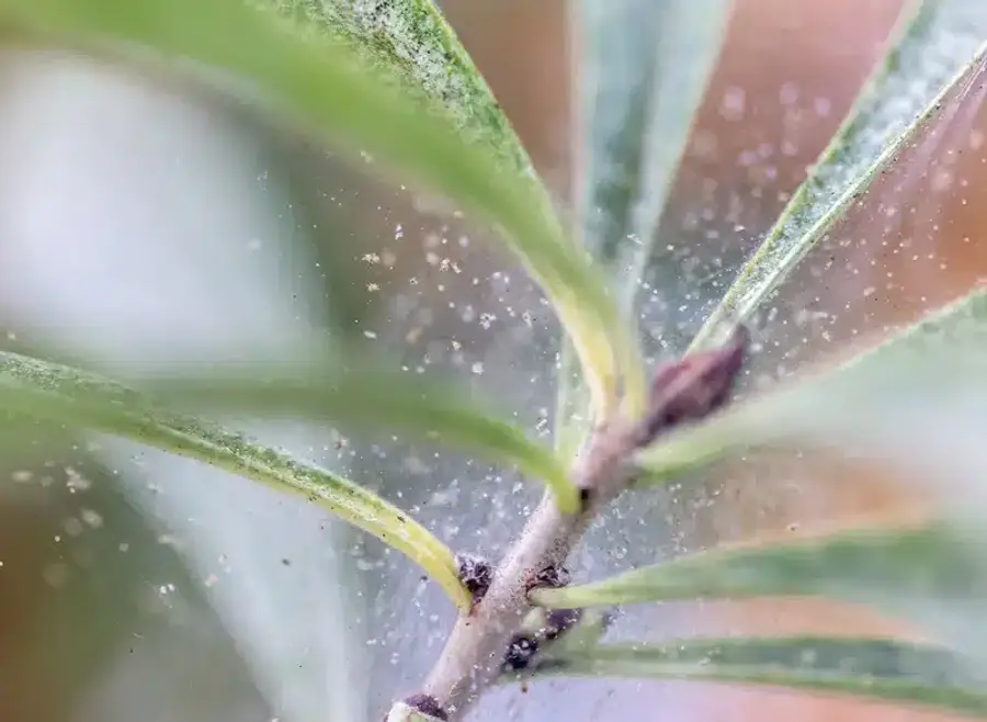 Close-up of plant with webs