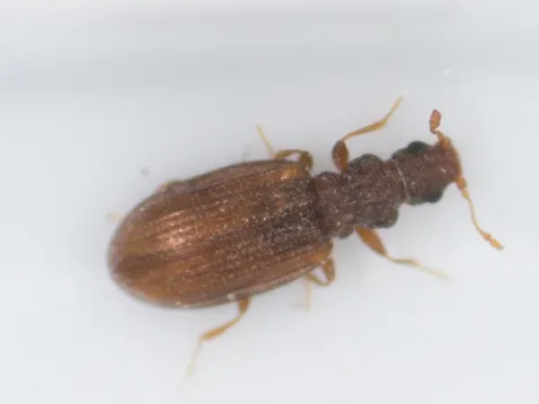 Top-down view of a plaster beetle (Cartodere constricta) showing its reddish-brown body, narrow ridged thorax, and rows of pits on the wing covers