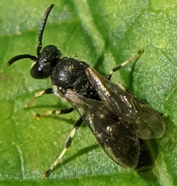 Close-up of a plasterer bee on a green leaf showing its dark body and pale markings