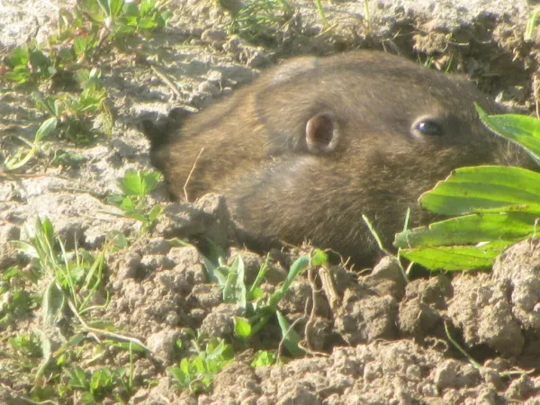 Pocket gopher emerging from burrow showing characteristic broad head and small eyes