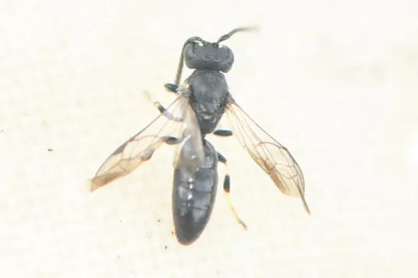 Polyester bee showing characteristic black body and translucent wings