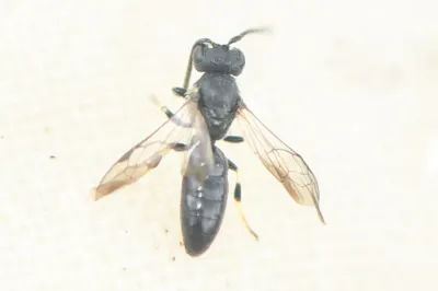 Polyester bee showing characteristic black body and translucent wings