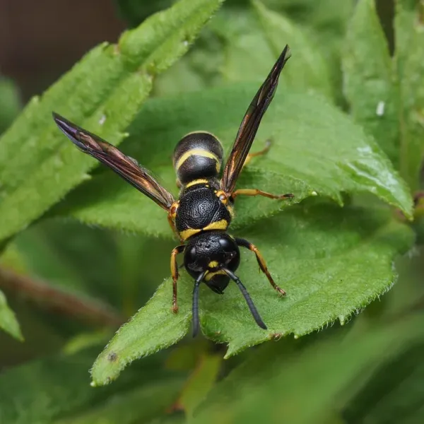 Top-down view of a potter wasp showing black and yellow banding pattern