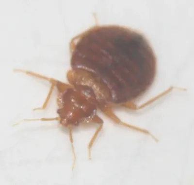 Close-up view of a bed bug family member showing oval body shape and reddish-brown coloring