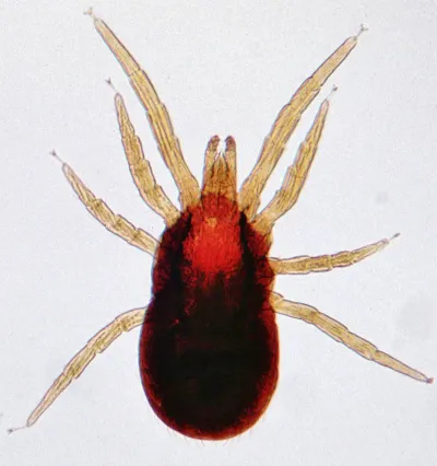 Close-up of a poultry red mite showing its reddish-brown engorged body and eight legs