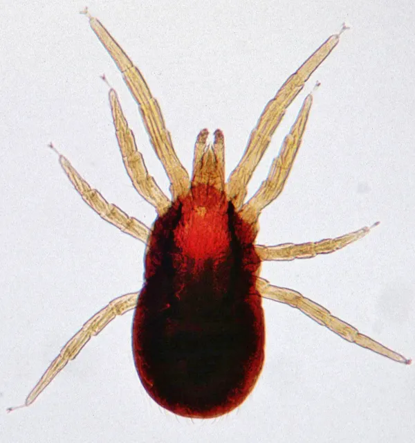 Close-up of a poultry red mite showing its reddish-brown engorged body and eight legs