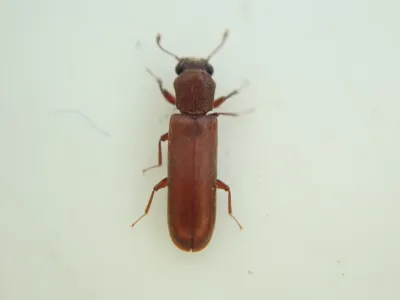 Top-down view of a powder post beetle showing its elongated cylindrical reddish-brown body