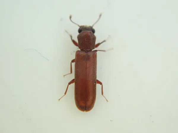 Top-down view of a powder post beetle showing its elongated cylindrical reddish-brown body