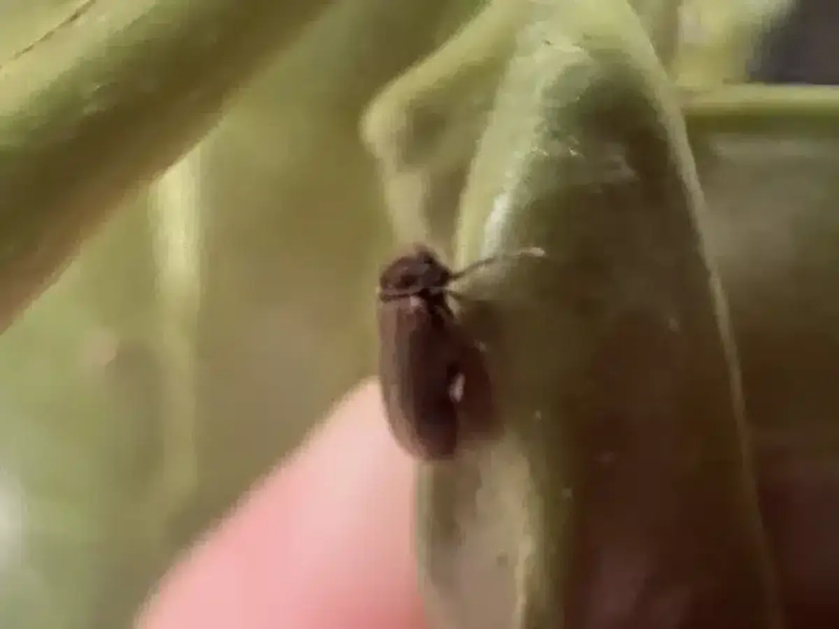 Macro image of a powderpost beetle showing its small size and body characteristics